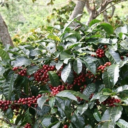 「シェードツリー」とコーヒーの栽培環境