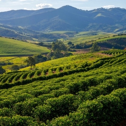 ポテンシャルが高いブラジルのスペシャルティ！世界のコーヒーの産地紹介