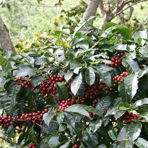 「シェードツリー」とコーヒーの栽培環境