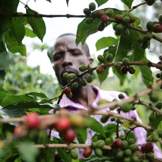 世界で人気のケニア産コーヒー、その高品質の理由